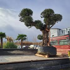 Mediterrane Raritäten bei LabsGARTEN